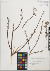 Foto von Salix iliensis Regel